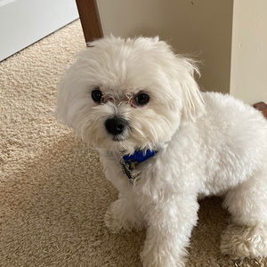 Meet your Posher, Ziggys